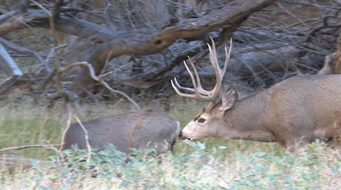 Nice Mule Deer Buck Gooses the Doe He is Courting Stock Footage 49563596