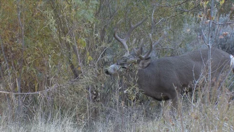 Nice Mule Deer Buck Nipping Off Willow Brush Stock Footage 117652838