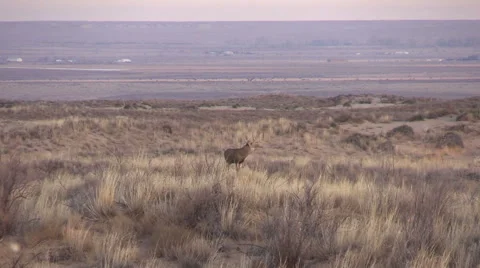 Nice Mule Deer Buck on the Prairie Stock-Footage 44751140