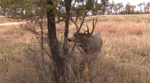 Nice Mule Deer Buck Rubbing Antlers Stock-Footage 32542101