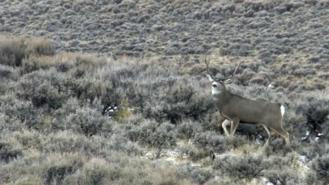 Nice Mule Deer Buck Running Across Sagebrush Hillside Part1 Stock Footage 130212890