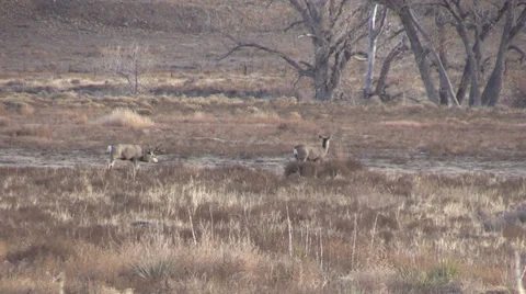 Nice Mule Deer Buck in Rut Stockbeeldmateriaal 33320772