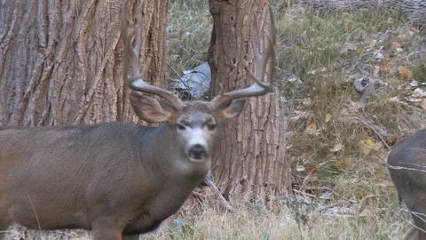 Nice Mule Deer Buck Slowly Courts a Doe Stock Footage 112035599