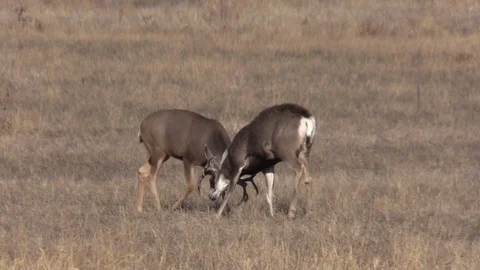 Nice Mule Deer Bucks Fighting in Autumn Stock-Footage 120031320