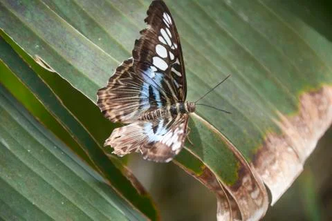 Nice multicolored butterfly perched on a leaf. Stock Photos