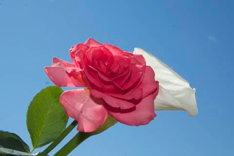 Nice multocolor roses close up Foto stock