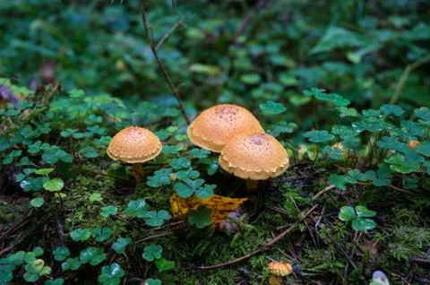 Nice mushrooms in the forest Stock Photos
