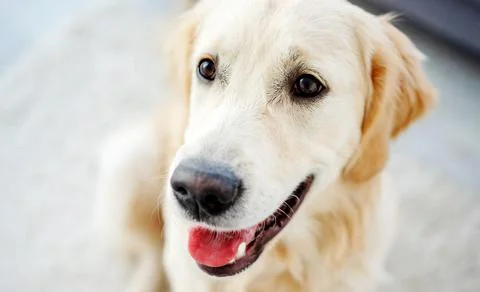 Nice muzzle of golden retriever Stock Photos