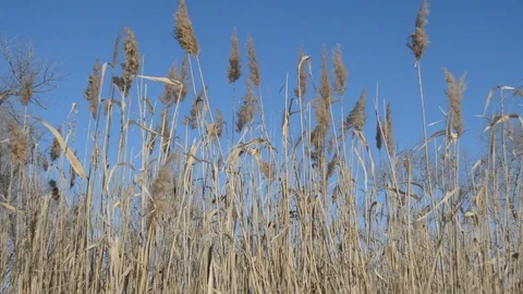  nice natural Withered Reeds Stock Footage 72461204