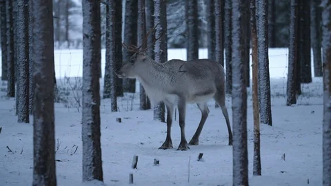 Nice noble deer standing and looking around in a coniferous wood in Finland Stock-Footage 122817286