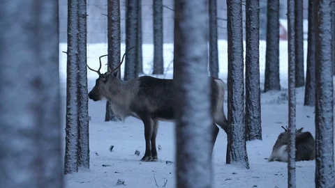 Nice noble deer standing and the second is lying in a winter pine wood in Stock-Footage 122817629