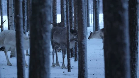 Nice noble deer standing and looking around in a winter pine forest in Finland Stock Footage 122817680