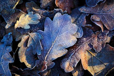 Nice oak's leafage Stock Photos