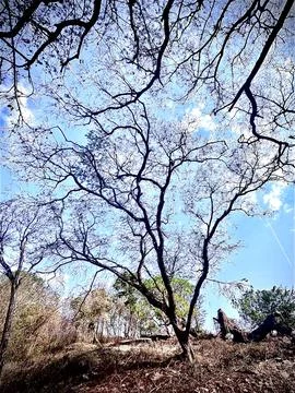 Nice old tree at Sumbawa Stock Photos