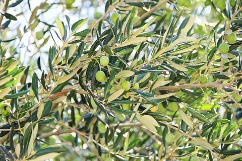 Nice Olive Tree Branches with Olives Close Up in the Nature Foto stock