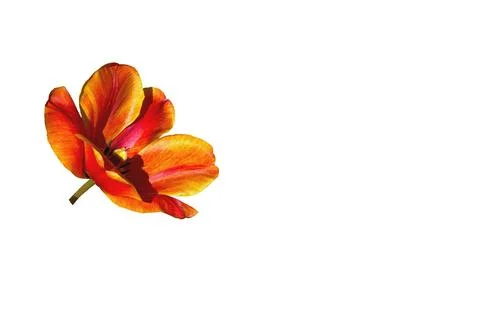 Nice opened red orange tulip flower head isolated on white Stock-Fotos