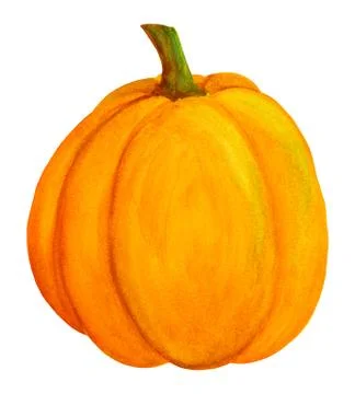 Nice orange pumpkin. Winter squash harvest Stock Illustration