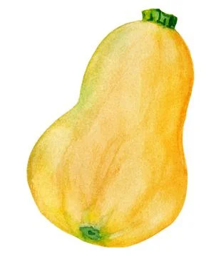 Nice orange pumpkin. Winter squash harvest Illustrazione stock