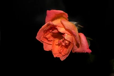 Nice orange rose Foto stock
