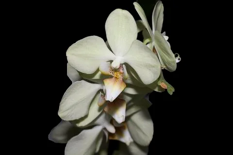 Nice orchid close up Stock Photos