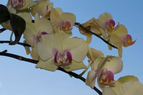 Nice orchids in sunshine Stock Photos