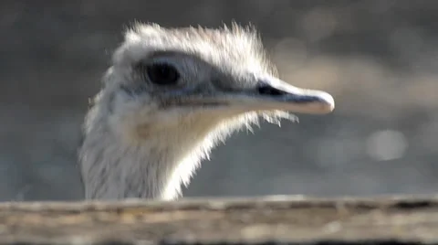 Nice ostrich Stock Footage 33544844