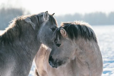 Nice pair. Two thoroughbred horses standing in the field in winter Foto stock