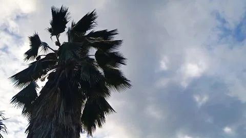 Nice palm tree in a cloudy sunset Stock Footage 290380811