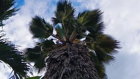 Nice palm tree in a cloudy sunset Stock Footage 290380813