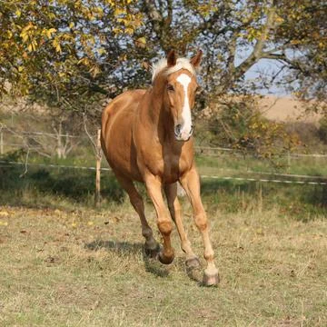 Nice palomino horse running Stock Photos