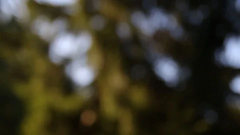 A nice pan of a pine tree from down 库存影片 93340304