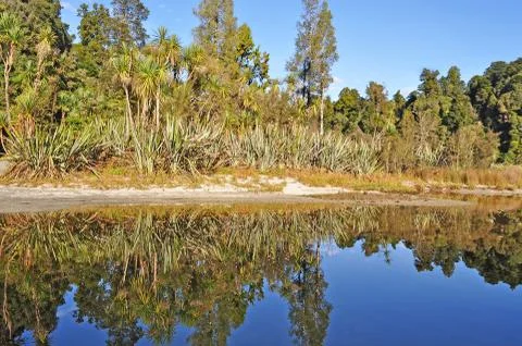 Nice pandanus reflection Stock Photos