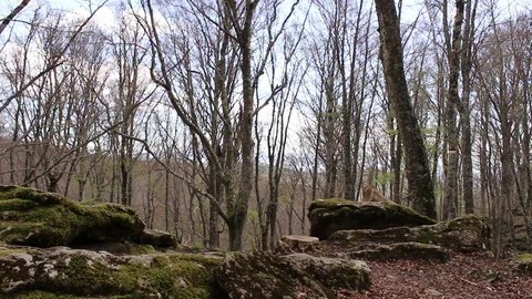 Nice panorama inside the woods of La Verna, Arezzo, Tuscany, Italy Stock Footage 75186557