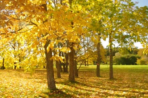 Nice park in autumn 動画素材 8851244