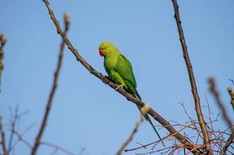 A Nice Parrot Stock Photos