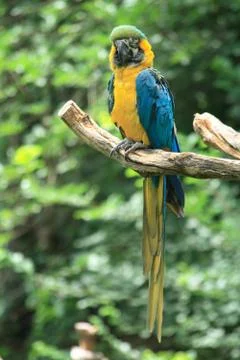 Nice parrot 스톡 사진