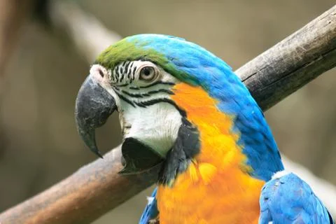 Nice parrot Foto stock