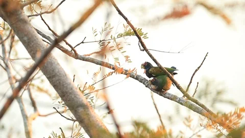 Nice parrots White-crowned Pionus, Pionus senilis. Stock Footage 86976962
