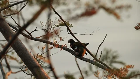 Nice parrots White-crowned Pionus, Pionus senilis. Stock Footage 86976972