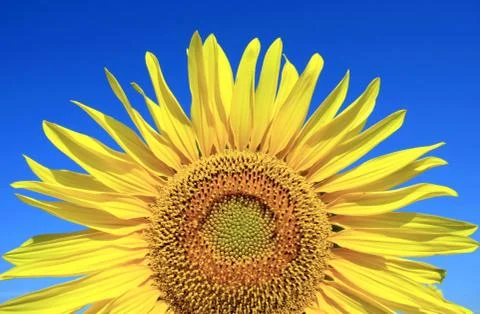 Nice part of sunflower 스톡 사진