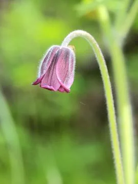 Nice pasque flower Stock Photos