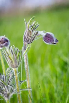Nice pasque flower at spring time Stock Photos