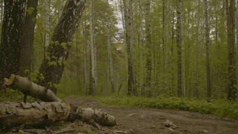 Nice path in the summer forest Stock Footage 91194861