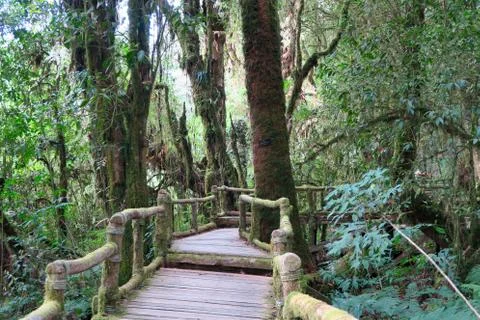 Nice path through the highest forest of Thailand Stock Photos