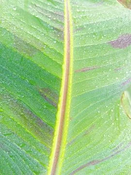 Nice pattern of banana leaf Stock Photos