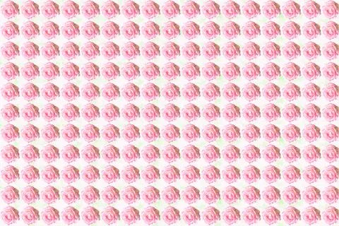 Nice pattern of pink roses flower heads on light Stock Photos