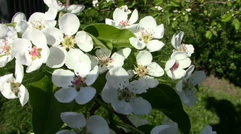 Nice  pear-tree  blossom Stock Footage 24695615