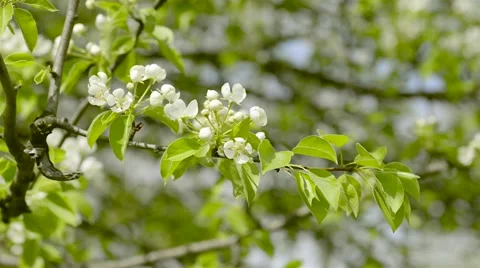 Nice Pear Tree Flowers Stock Footage 62376550