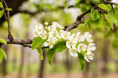Nice Pear Tree Flowers 스톡 사진