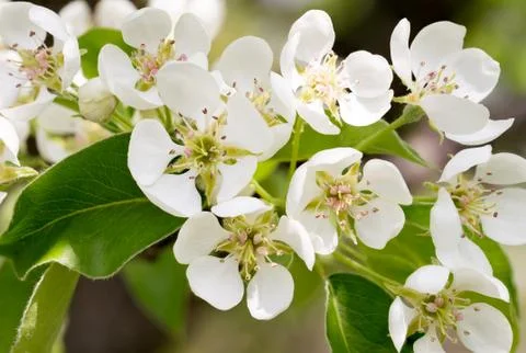 Nice Pear Tree Flowers 写真素材